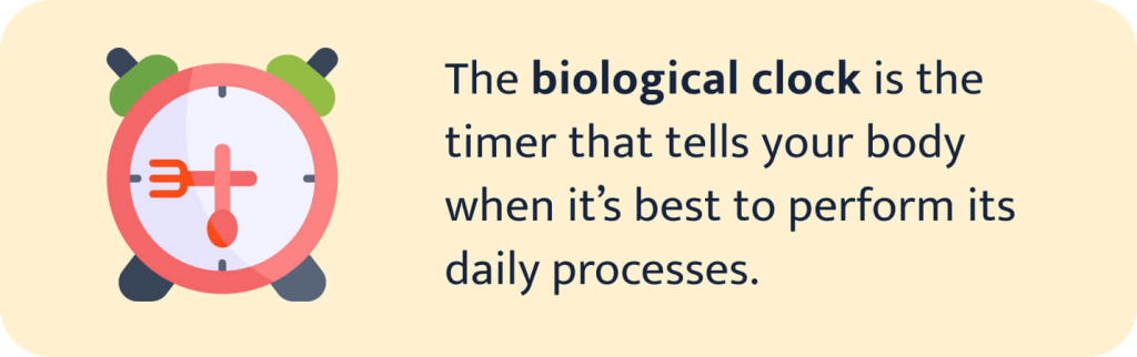 The picture explains the biological clock definition.